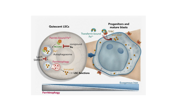 Ferritinophagy: unveiling a Druggable Nexus in Quiescent Leukemic Stem Cells: A Leap
Toward Curbing Acute Myeloid Leukemia